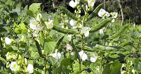 kacang komak